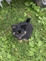Teddy, a male Pomapoo and Pomeranian for sale in Vancouver, WA – 1 of 3