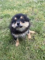 Ika, a female Pomapoo and Pomeranian for sale in Vancouver, WA – 1 of 3