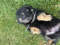 Teddy, a male Pomapoo and Pomeranian for sale in Vancouver, WA – 3 of 3