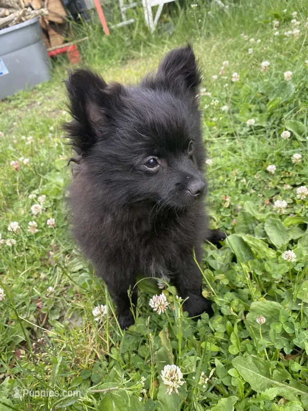 Jett – Pomapoo, Pomeranian puppy for sale in Vancouver, WA