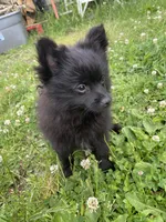 Jett, a male Pomapoo and Pomeranian for sale in Vancouver, WA – 1 of 2