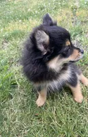 Ika, a female Pomapoo and Pomeranian for sale in Vancouver, WA – 3 of 3