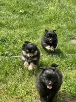 Ika, a female Pomapoo and Pomeranian for sale in Vancouver, WA – 2 of 3