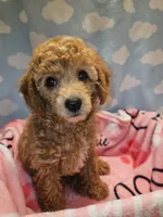 BROOKLYN, a female Poodle - Toy  for sale in Alexandria, VA – 8 of 10