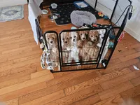 DAISY, a female Poodle - Toy  for sale in Alexandria, VA – 4 of 7