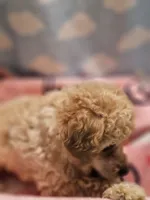 CARMELA, a female Poodle - Toy  for sale in Alexandria, VA – 6 of 8