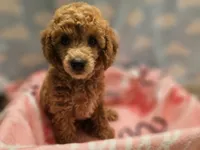 BROOKLYN, a female Poodle - Toy  for sale in Alexandria, VA – 7 of 10