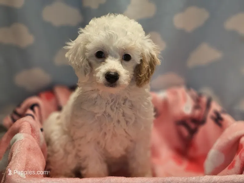 DAISY – Poodle - Toy  puppy for sale in Alexandria, VA