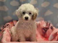 DAISY, a female Poodle - Toy  for sale in Alexandria, VA – 1 of 7