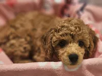BROOKLYN, a female Poodle - Toy  for sale in Alexandria, VA – 9 of 10