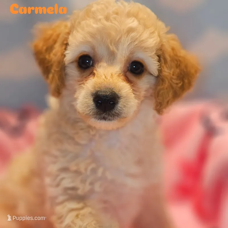 CARMELA – Poodle - Toy  puppy for sale in Alexandria, VA