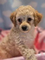 CARMELA, a female Poodle - Toy  for sale in Alexandria, VA – 5 of 8