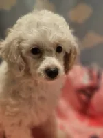DAISY, a female Poodle - Toy  for sale in Alexandria, VA – 6 of 7
