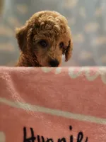 BROOKLYN, a female Poodle - Toy  for sale in Alexandria, VA – 2 of 10