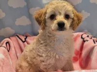 CARMELA, a female Poodle - Toy  for sale in Alexandria, VA – 7 of 8