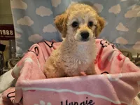 CARMELA, a female Poodle - Toy  for sale in Alexandria, VA – 8 of 8