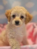 CARMELA, a female Poodle - Toy  for sale in Alexandria, VA – 2 of 8