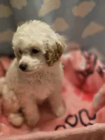 DAISY, a female Poodle - Toy  for sale in Alexandria, VA – 3 of 7