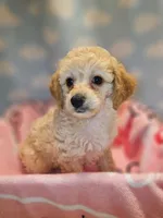 CARMELA, a female Poodle - Toy  for sale in Alexandria, VA – 3 of 8