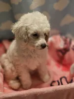 DAISY, a female Poodle - Toy  for sale in Alexandria, VA – 5 of 7