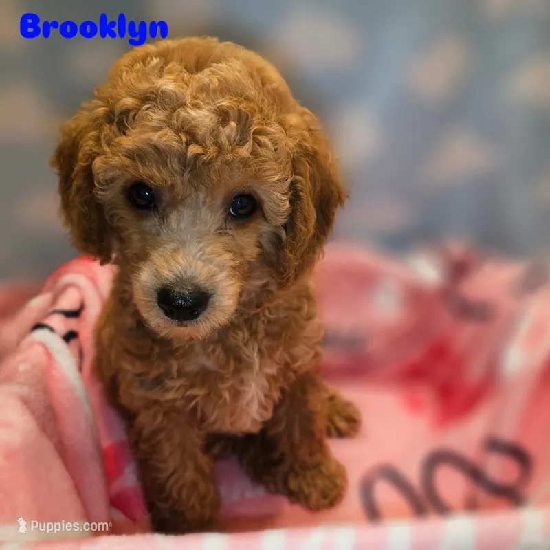 BROOKLYN – Poodle - Toy  puppy for sale in Alexandria, VA