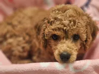 BROOKLYN, a female Poodle - Toy  for sale in Alexandria, VA – 4 of 10