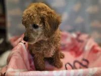 BROOKLYN, a female Poodle - Toy  for sale in Alexandria, VA – 6 of 10