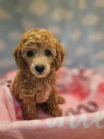 BROOKLYN, a female Poodle - Toy  for sale in Alexandria, VA – 5 of 10