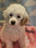 DAISY, a female Poodle - Toy  for sale in Alexandria, VA – 2 of 7