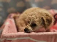CARMELA, a female Poodle - Toy  for sale in Alexandria, VA – 4 of 8