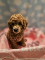 BROOKLYN, a female Poodle - Toy  for sale in Alexandria, VA – 10 of 10