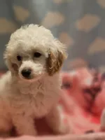 DAISY, a female Poodle - Toy  for sale in Alexandria, VA – 7 of 7