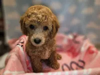 BROOKLYN, a female Poodle - Toy  for sale in Alexandria, VA – 3 of 10