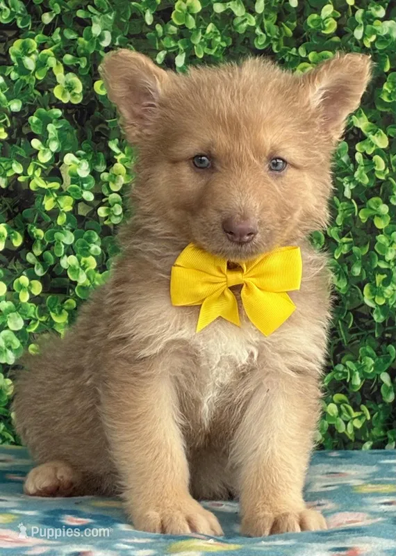 Yellow boy – German Shepherd Dog puppy for sale in Waycross, GA