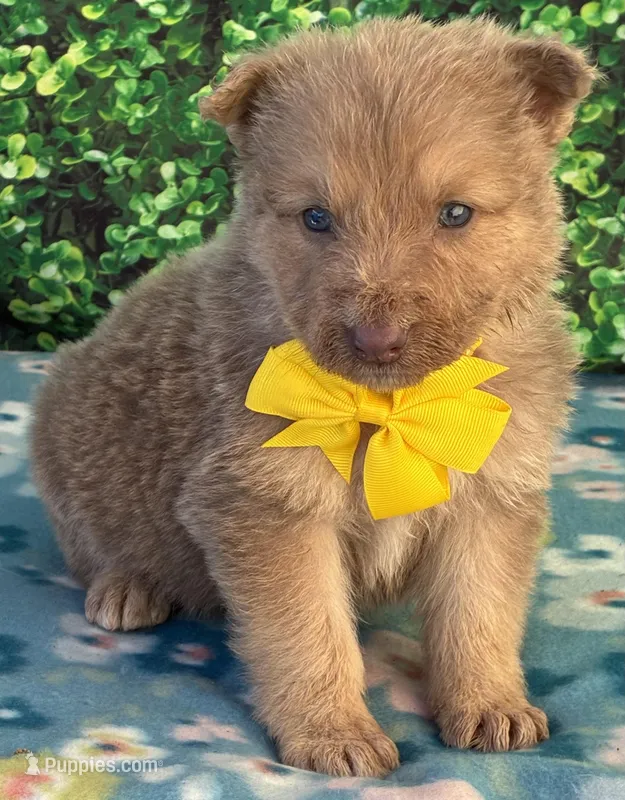 Yellow boy – German Shepherd Dog puppy for sale in Waycross, GA