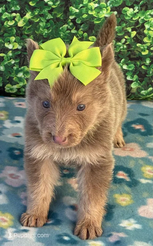 Lime girl – German Shepherd Dog puppy for sale in Waycross, GA