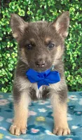Blue boy, a male German Shepherd Dog for sale in Waycross, GA – 2 of 2