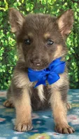 Blue boy, a male German Shepherd Dog for sale in Waycross, GA – 1 of 2