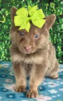 Lime girl, a female German Shepherd Dog for sale in Waycross, GA – Photo 2 of 2