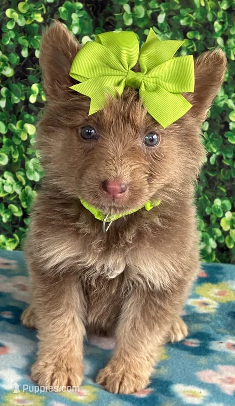 Lime girl – German Shepherd Dog puppy for sale in Waycross, GA