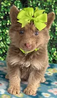 Lime girl, a female German Shepherd Dog for sale in Waycross, GA – Photo 1 of 2