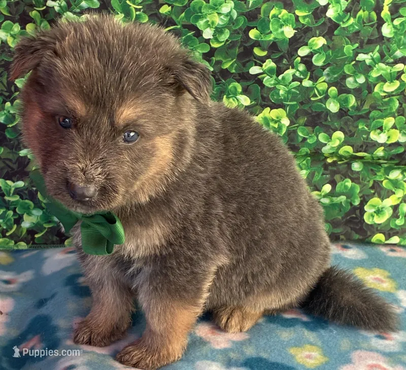 Green boy – German Shepherd Dog puppy for sale in Waycross, GA