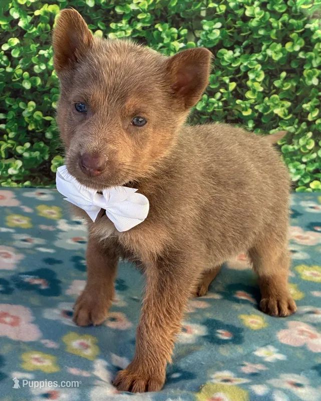 Grey boy – German Shepherd Dog puppy for sale in Waycross, GA