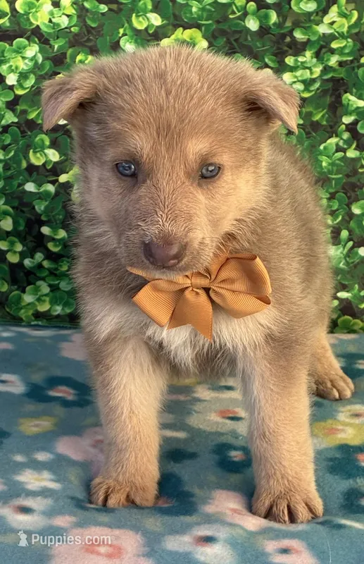 Brown boy – German Shepherd Dog puppy for sale in Waycross, GA