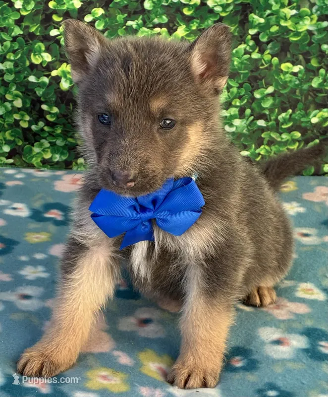 Blue Boy – German Shepherd Dog puppy for sale in Waycross, GA