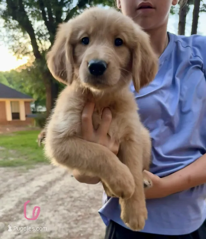 Miss Pink – Golden Retriever puppy for sale in Flint, TX