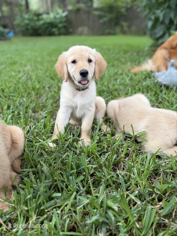 Mrs. Yellow – Golden Retriever puppy for sale in Flint, TX