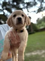 Mrs. Yellow, a female Golden Retriever for sale in Flint, TX – 1 of 2