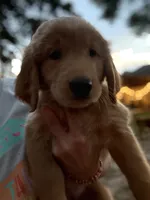 Dark purple, a female Golden Retriever for sale in Flint, TX – 2 of 2