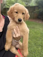 Mrs. Green, a female Golden Retriever for sale in Flint, TX – 2 of 4